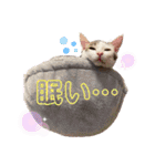 ジジキキちゃん（個別スタンプ：26）