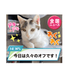 ジジキキちゃん（個別スタンプ：34）