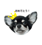 犬のチョコ君8❤（個別スタンプ：3）