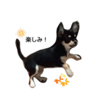 犬のチョコ君8❤（個別スタンプ：4）