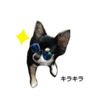 犬のチョコ君8❤（個別スタンプ：5）