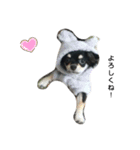 犬のチョコ君8❤（個別スタンプ：6）
