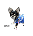 犬のチョコ君8❤（個別スタンプ：8）