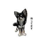 犬のチョコ君8❤（個別スタンプ：10）
