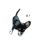 犬のチョコ君8❤（個別スタンプ：11）