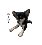 犬のチョコ君8❤（個別スタンプ：14）