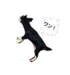 犬のチョコ君8❤（個別スタンプ：15）