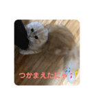 毎日使える猫のあいさつスタンプ2（個別スタンプ：17）