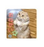 毎日使える猫のあいさつスタンプ2（個別スタンプ：21）