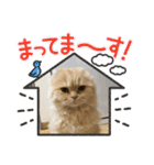 毎日使える猫のあいさつスタンプ2（個別スタンプ：37）