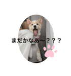 保護犬小春のスタンプ（個別スタンプ：11）