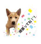 保護犬小春のスタンプ（個別スタンプ：32）