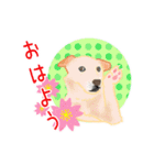 クリーム色のたれ耳犬（個別スタンプ：1）