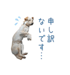 クリーム色のたれ耳犬（個別スタンプ：12）