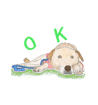 クリーム色のたれ耳犬（個別スタンプ：13）