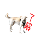 クリーム色のたれ耳犬（個別スタンプ：16）