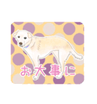 クリーム色のたれ耳犬（個別スタンプ：31）