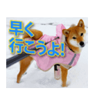 ハッピー！柴犬はなちゃん（個別スタンプ：8）