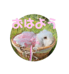 michochii 6（個別スタンプ：2）