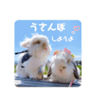 michochii 6（個別スタンプ：35）