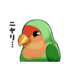 珍妙なコザクラインコ（個別スタンプ：6）