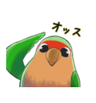 珍妙なコザクラインコ（個別スタンプ：15）