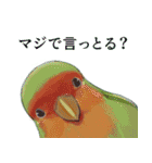 珍妙なコザクラインコ（個別スタンプ：28）