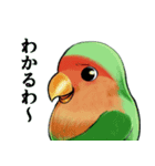 珍妙なコザクラインコ（個別スタンプ：30）