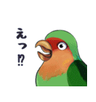 珍妙なコザクラインコ（個別スタンプ：31）