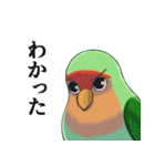 珍妙なコザクラインコ（個別スタンプ：37）