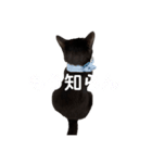 日常黒猫（個別スタンプ：4）