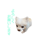 いんぬお2人（個別スタンプ：7）