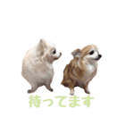 いんぬお2人（個別スタンプ：15）