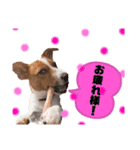 Jack_Russell_Terrier_3（個別スタンプ：4）