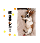 Jack_Russell_Terrier_3（個別スタンプ：5）