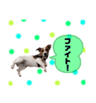 Jack_Russell_Terrier_3（個別スタンプ：6）