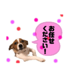 Jack_Russell_Terrier_3（個別スタンプ：8）