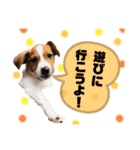 Jack_Russell_Terrier_3（個別スタンプ：9）