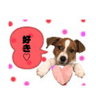 Jack_Russell_Terrier_3（個別スタンプ：12）