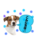 Jack_Russell_Terrier_3（個別スタンプ：15）