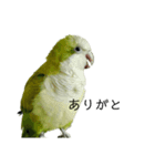 オキナインコ④（個別スタンプ：1）