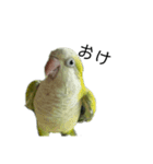 オキナインコ④（個別スタンプ：2）