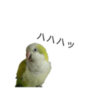 オキナインコ④（個別スタンプ：3）