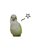 オキナインコ④（個別スタンプ：4）