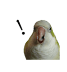 オキナインコ④（個別スタンプ：5）