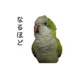 オキナインコ④（個別スタンプ：6）