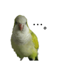 オキナインコ④（個別スタンプ：7）
