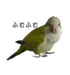オキナインコ④（個別スタンプ：8）