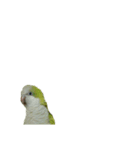 オキナインコ④（個別スタンプ：10）