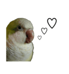 オキナインコ④（個別スタンプ：11）